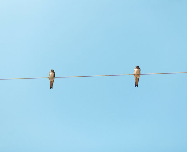 two birds